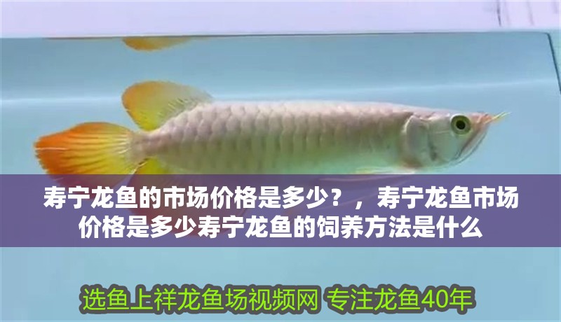 壽寧龍魚的市場價格是多少？，壽寧龍魚市場價格是多少壽寧龍魚的飼養(yǎng)方法是什么 壽寧龍魚的市場價格是多少？，壽寧龍魚市場價格是多少壽寧龍魚的飼養(yǎng)方法是什么 龍魚百科