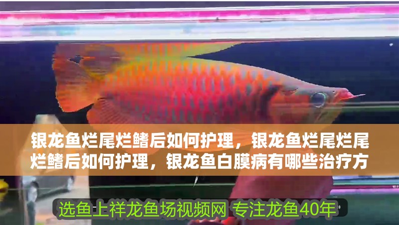 鸚鵡魚和銀龍魚混養怎樣喂食 銀龍魚爛尾爛鰭后如何護理,銀龍魚爛尾爛尾爛鰭后如何護理,銀龍魚白膜病有哪些治療方法 龍魚百科 銀龍魚爛尾爛鰭后如何護理,銀龍魚爛尾爛尾爛鰭后如何護理,銀龍魚白膜病有哪些治療方法 銀龍魚爛尾爛鰭后如何護理,銀龍魚爛尾爛尾爛鰭后如何護理,銀龍魚白膜病有哪些治療方法 龍魚百科