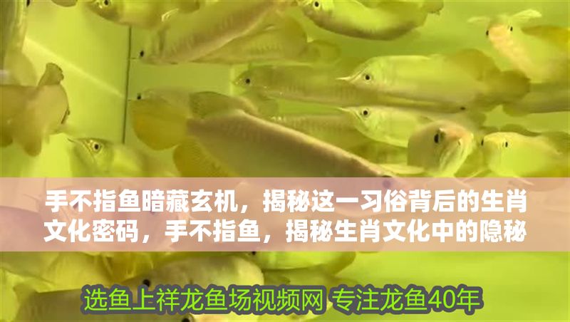 手不指魚暗藏玄機，揭秘這一習俗背后的生肖文化密碼，手不指魚，揭秘生肖文化中的隱秘禁忌