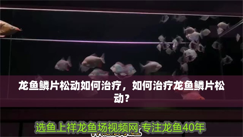 龍魚鱗片松動如何治療，如何治療龍魚鱗片松動？ 龍魚鱗片松動如何治療，如何治療龍魚鱗片松動？ 龍魚百科