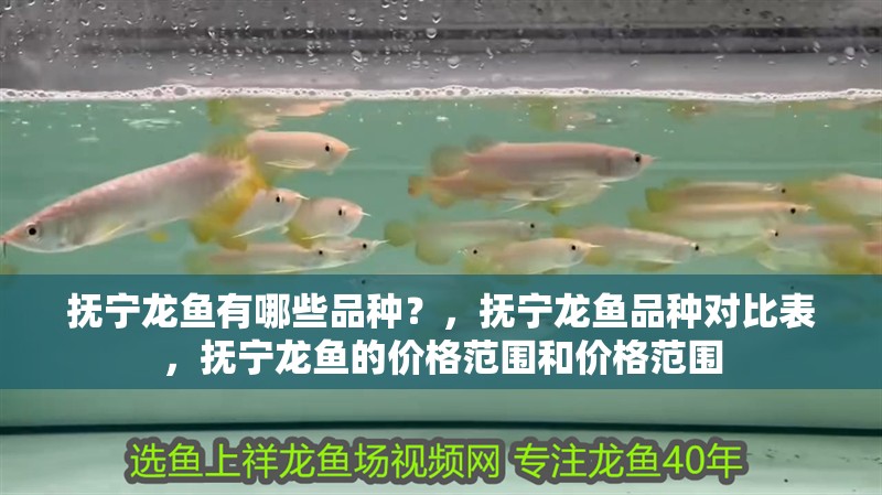 撫寧龍魚有哪些品種？，撫寧龍魚品種對比表，撫寧龍魚的價格范圍和價格范圍 撫寧龍魚有哪些品種？，撫寧龍魚品種對比表，撫寧龍魚的價格范圍和價格范圍 龍魚百科