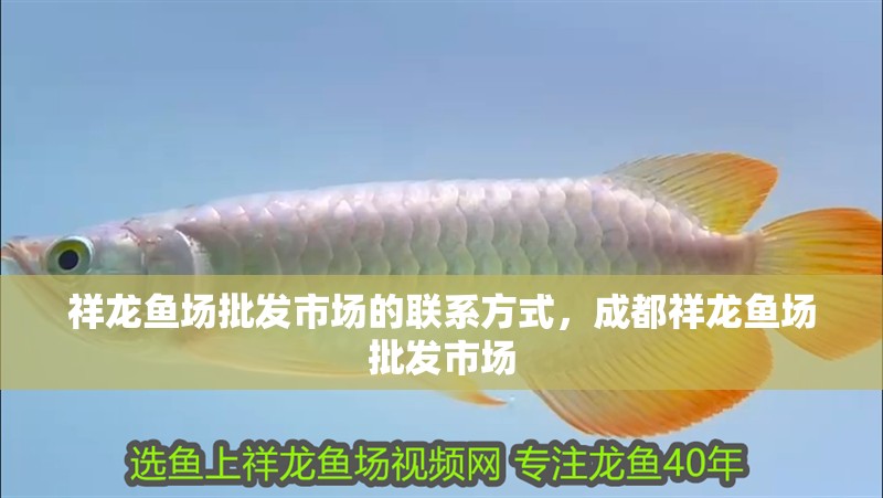 祥龍魚場批發市場的聯系方式，成都祥龍魚場批發市場 祥龍魚場批發市場的聯系方式，成都祥龍魚場批發市場 龍魚百科