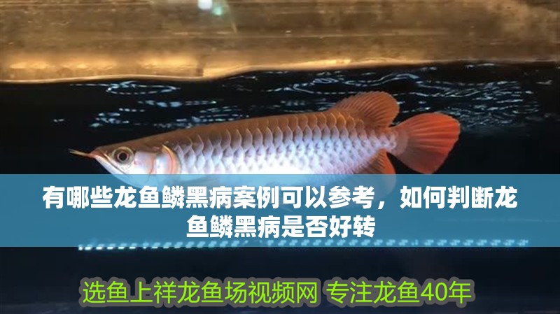 有哪些龍魚鱗黑病案例可以參考，如何判斷龍魚鱗黑病是否好轉 有哪些龍魚鱗黑病案例可以參考，如何判斷龍魚鱗黑病是否好轉 龍魚百科
