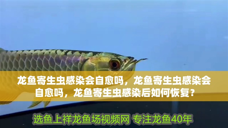 龍魚寄生蟲感染會自愈嗎，龍魚寄生蟲感染會自愈嗎，龍魚寄生蟲感染后如何恢復？ 龍魚寄生蟲感染會自愈嗎，龍魚寄生蟲感染會自愈嗎，龍魚寄生蟲感染后如何恢復？ 龍魚百科