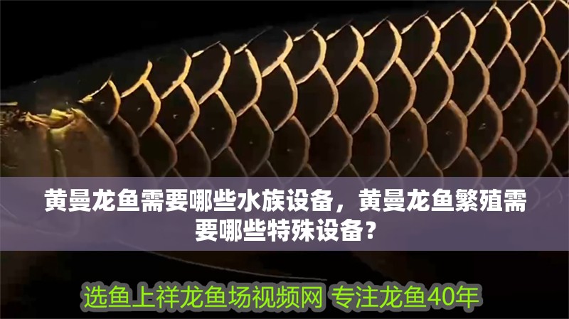 黃曼龍魚需要哪些水族設備，黃曼龍魚繁殖需要哪些特殊設備？