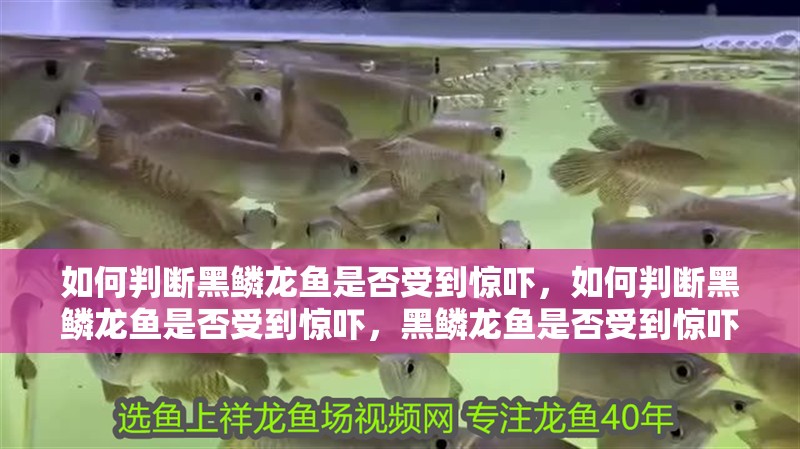 龍魚怕什么 如何判斷黑鱗龍魚是否受到驚嚇,如何判斷黑鱗龍魚是否受到驚嚇,黑鱗龍魚是否受到驚嚇 龍魚百科 如何判斷黑鱗龍魚是否受到驚嚇,如何判斷黑鱗龍魚是否受到驚嚇,黑鱗龍魚是否受到驚嚇 如何判斷黑鱗龍魚是否受到驚嚇,如何判斷黑鱗龍魚是否受到驚嚇,黑鱗龍魚是否受到驚嚇 龍魚百科