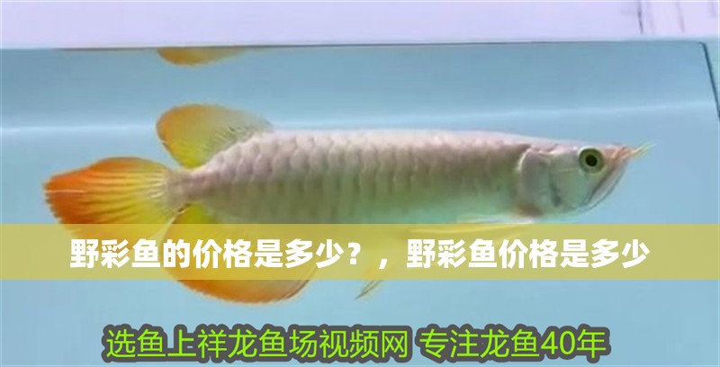 野彩魚的價格是多少？，野彩魚價格是多少