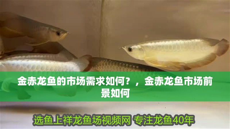 金赤龍魚的市場(chǎng)需求如何？，金赤龍魚市場(chǎng)前景如何 金赤龍魚的市場(chǎng)需求如何？，金赤龍魚市場(chǎng)前景如何 龍魚百科