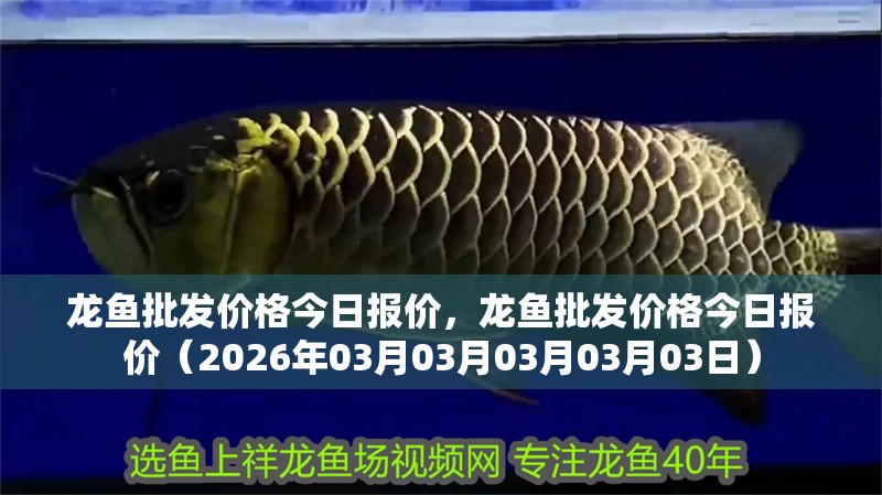 龍魚批發價格今日報價，龍魚批發價格今日報價（2026年03月03月03月03月03日）