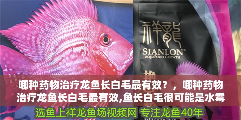 哪種藥物治療龍魚(yú)長(zhǎng)白毛最有效？，哪種藥物治療龍魚(yú)長(zhǎng)白毛最有效,魚(yú)長(zhǎng)白毛很可能是水霉病的典型癥狀 哪種藥物治療龍魚(yú)長(zhǎng)白毛最有效？，哪種藥物治療龍魚(yú)長(zhǎng)白毛最有效,魚(yú)長(zhǎng)白毛很可能是水霉病的典型癥狀 龍魚(yú)百科