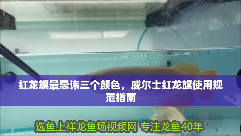 給大魚缸換水的作文:體驗(yàn)給大魚缸換水的樂趣:體驗(yàn)給大魚缸換水:給大魚缸換水的作文 紅龍旗最忌諱三個顏色,威爾士紅龍旗使用規(guī)范指南 龍魚百科 紅龍旗最忌諱三個顏色,威爾士紅龍旗使用規(guī)范指南 紅龍旗最忌諱三個顏色,威爾士紅龍旗使用規(guī)范指南 龍魚百科