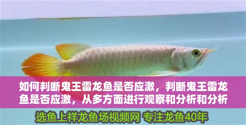 如何判斷鬼王雷龍魚是否應激，判斷鬼王雷龍魚是否應激，從多方面進行觀察和分析和分析 如何判斷鬼王雷龍魚是否應激，判斷鬼王雷龍魚是否應激，從多方面進行觀察和分析和分析 龍魚百科