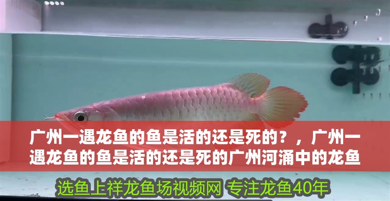 廣州一遇龍魚的魚是活的還是死的？，廣州一遇龍魚的魚是活的還是死的廣州河涌中的龍魚現狀如何