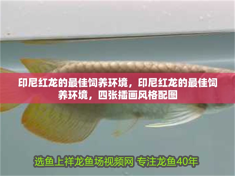 印尼紅龍的最佳飼養環境，印尼紅龍的最佳飼養環境，四張插畫風格配圖