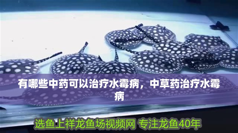 我的虎魚(yú)真菌感染了要怎么處理 有哪些中藥可以治療水霉病,中草藥治療水霉病 龍魚(yú)百科 有哪些中藥可以治療水霉病,中草藥治療水霉病 有哪些中藥可以治療水霉病,中草藥治療水霉病 龍魚(yú)百科
