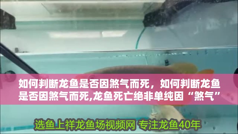 如何判斷龍魚是否因煞氣而死，如何判斷龍魚是否因煞氣而死,龍魚死亡絕非單純因“煞氣” 如何判斷龍魚是否因煞氣而死，如何判斷龍魚是否因煞氣而死,龍魚死亡絕非單純因“煞氣” 龍魚百科