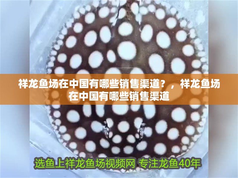 祥龍魚場在中國有哪些銷售渠道？，祥龍魚場在中國有哪些銷售渠道 祥龍魚場在中國有哪些銷售渠道？，祥龍魚場在中國有哪些銷售渠道 龍魚百科