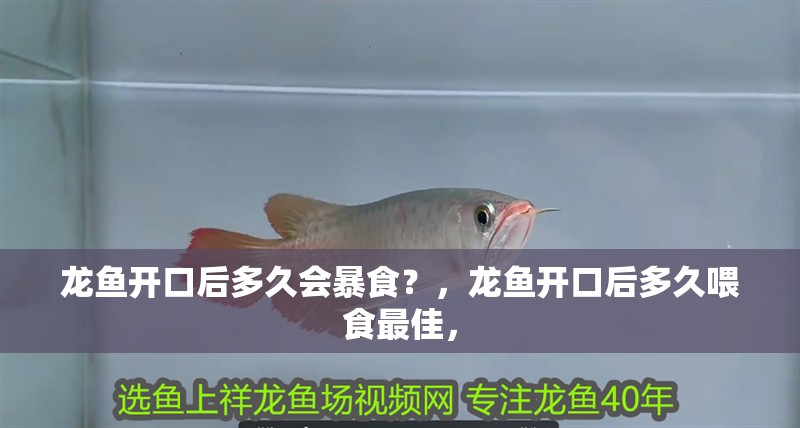 龍魚開口后多久會暴食？，龍魚開口后多久喂食最佳， 龍魚開口后多久會暴食？，龍魚開口后多久喂食最佳， 龍魚百科
