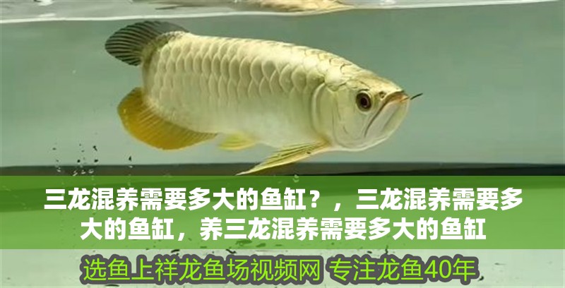 三龍混養需要多大的魚缸？，三龍混養需要多大的魚缸，養三龍混養需要多大的魚缸 三龍混養需要多大的魚缸？，三龍混養需要多大的魚缸，養三龍混養需要多大的魚缸 龍魚百科