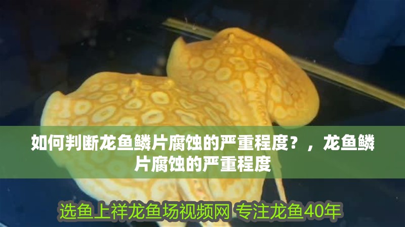 如何判斷龍魚(yú)鱗片腐蝕的嚴(yán)重程度？，龍魚(yú)鱗片腐蝕的嚴(yán)重程度