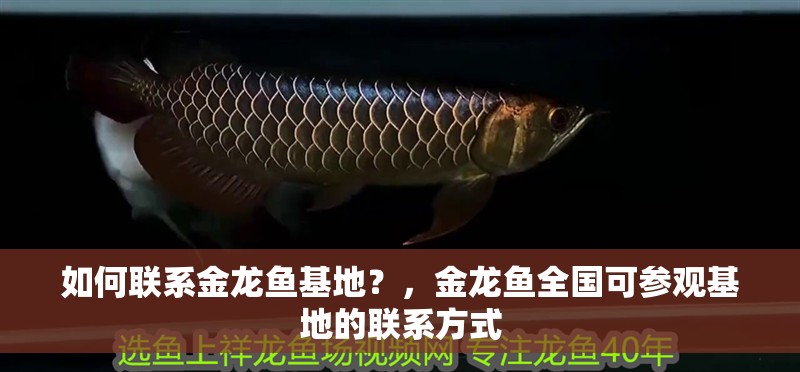 如何聯系金龍魚基地？，金龍魚全國可參觀基地的聯系方式
