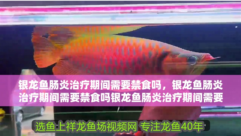 銀龍魚腸炎治療期間需要禁食嗎，銀龍魚腸炎治療期間需要禁食嗎銀龍魚腸炎治療期間需要禁食嗎