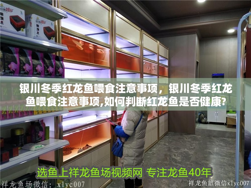 銀川冬季紅龍魚喂食注意事項，銀川冬季紅龍魚喂食注意事項,如何判斷紅龍魚是否健康?