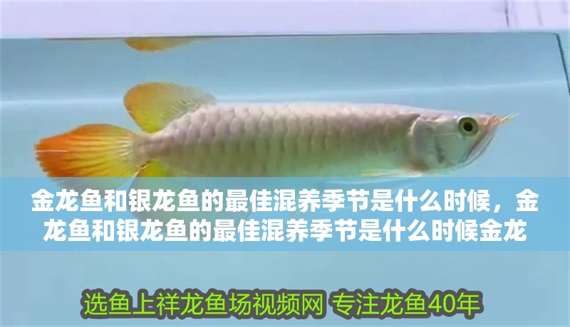 金龍魚和銀龍魚的最佳混養季節是什么時候，金龍魚和銀龍魚的最佳混養季節是什么時候金龍魚和銀龍魚最佳混養 金龍魚和銀龍魚的最佳混養季節是什么時候，金龍魚和銀龍魚的最佳混養季節是什么時候金龍魚和銀龍魚最佳混養 龍魚百科