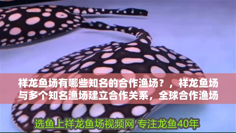 祥龍魚(yú)場(chǎng)有哪些知名的合作漁場(chǎng)？，祥龍魚(yú)場(chǎng)與多個(gè)知名漁場(chǎng)建立合作關(guān)系，全球合作漁場(chǎng)分布清單 祥龍魚(yú)場(chǎng)有哪些知名的合作漁場(chǎng)？，祥龍魚(yú)場(chǎng)與多個(gè)知名漁場(chǎng)建立合作關(guān)系，全球合作漁場(chǎng)分布清單 龍魚(yú)百科