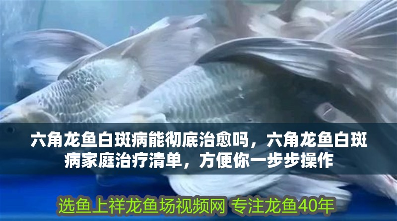 六角龍魚白斑病能徹底治愈嗎，六角龍魚白斑病家庭治療清單，方便你一步步操作 六角龍魚白斑病能徹底治愈嗎，六角龍魚白斑病家庭治療清單，方便你一步步操作 龍魚百科