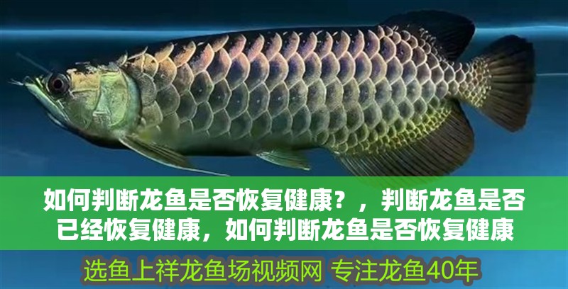 如何判斷龍魚是否恢復健康？，判斷龍魚是否已經恢復健康，如何判斷龍魚是否恢復健康 如何判斷龍魚是否恢復健康？，判斷龍魚是否已經恢復健康，如何判斷龍魚是否恢復健康 龍魚百科