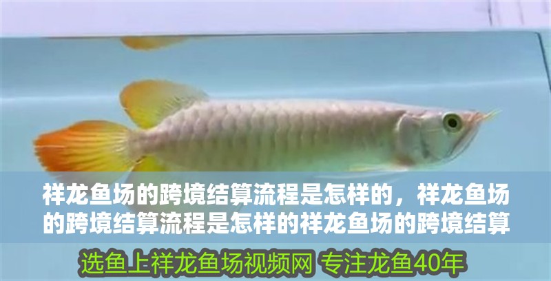 祥龍魚場的跨境結算流程是怎樣的，祥龍魚場的跨境結算流程是怎樣的祥龍魚場的跨境結算流程 祥龍魚場的跨境結算流程是怎樣的，祥龍魚場的跨境結算流程是怎樣的祥龍魚場的跨境結算流程 龍魚百科