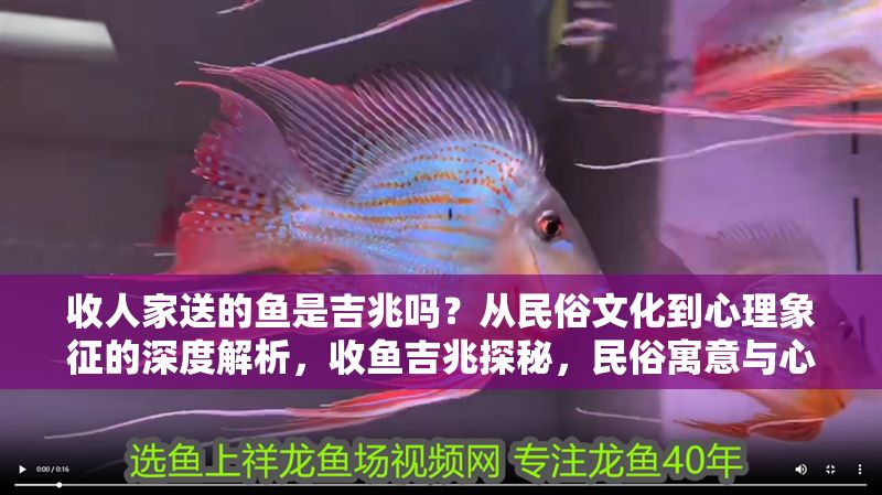 收人家送的魚是吉兆嗎?從民俗文化到心理象征的深度解析,收魚吉兆探秘,民俗寓意與心理象征的全方位解讀 龍魚百科 第1張 收人家送的魚是吉兆嗎?從民俗文化到心理象征的深度解析,收魚吉兆探秘,民俗寓意與心理象征的全方位解讀 收人家送的魚是吉兆嗎?從民俗文化到心理象征的深度解析,收魚吉兆探秘,民俗寓意與心理象征的全方位解讀 龍魚百科 第1張