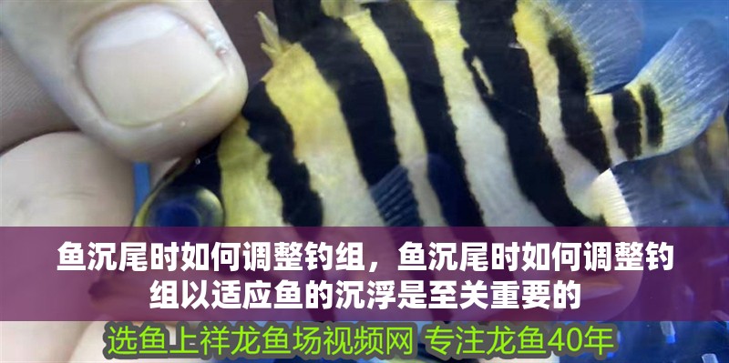 魚沉尾時如何調整釣組，魚沉尾時如何調整釣組以適應魚的沉浮是至關重要的 魚沉尾時如何調整釣組，魚沉尾時如何調整釣組以適應魚的沉浮是至關重要的 龍魚百科