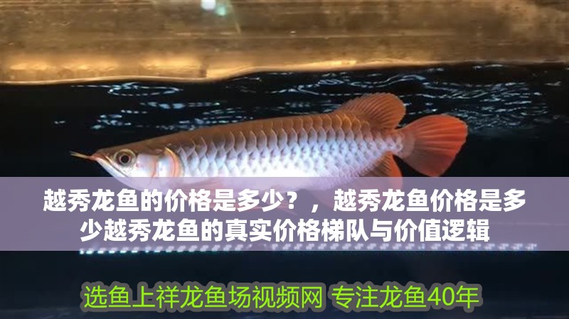 魚缸用增氧泵價(jià)格是多少:魚缸增氧機(jī)-xtrac增氧機(jī)-xtrac增氧機(jī) 越秀龍魚的價(jià)格是多少?,越秀龍魚價(jià)格是多少越秀龍魚的真實(shí)價(jià)格梯隊(duì)與價(jià)值邏輯 龍魚百科 越秀龍魚的價(jià)格是多少?,越秀龍魚價(jià)格是多少越秀龍魚的真實(shí)價(jià)格梯隊(duì)與價(jià)值邏輯 越秀龍魚的價(jià)格是多少?,越秀龍魚價(jià)格是多少越秀龍魚的真實(shí)價(jià)格梯隊(duì)與價(jià)值邏輯 龍魚百科
