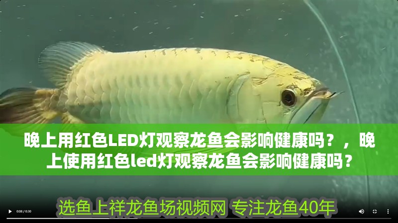 晚上用紅色LED燈觀察龍魚會影響健康嗎？，晚上使用紅色led燈觀察龍魚會影響健康嗎？ 晚上用紅色LED燈觀察龍魚會影響健康嗎？，晚上使用紅色led燈觀察龍魚會影響健康嗎？ 龍魚百科