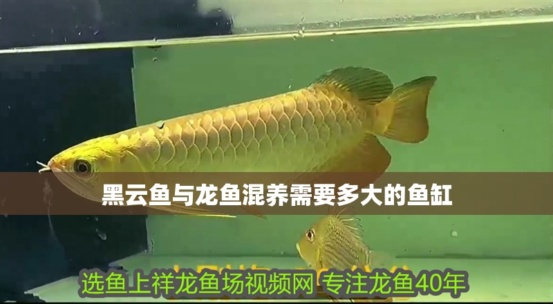 黑云魚與龍魚混養需要多大的魚缸
