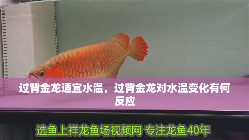 紅龍魚(yú)用黃燈烤有用嗎 過(guò)背金龍適宜水溫,過(guò)背金龍對(duì)水溫變化有何反應(yīng) 龍魚(yú)百科 過(guò)背金龍適宜水溫,過(guò)背金龍對(duì)水溫變化有何反應(yīng) 過(guò)背金龍適宜水溫,過(guò)背金龍對(duì)水溫變化有何反應(yīng) 龍魚(yú)百科