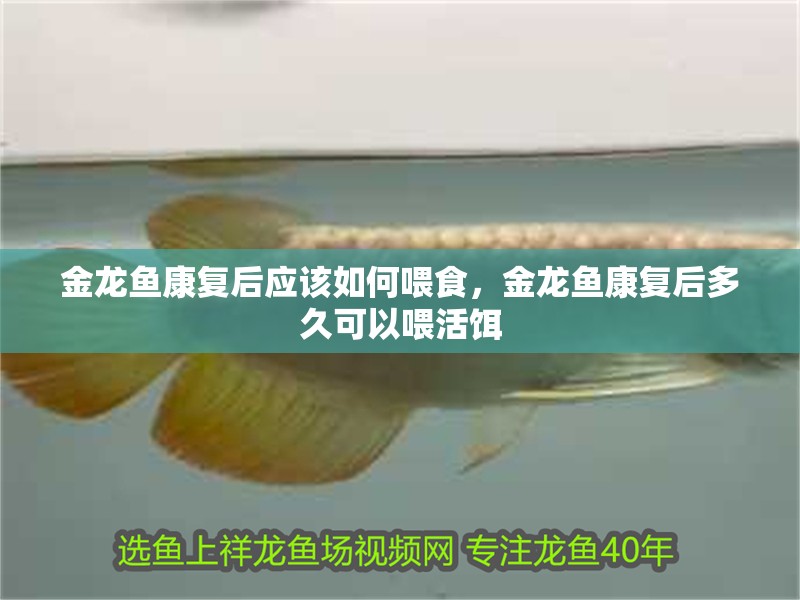 金龍魚康復(fù)后應(yīng)該如何喂食，金龍魚康復(fù)后多久可以喂活餌