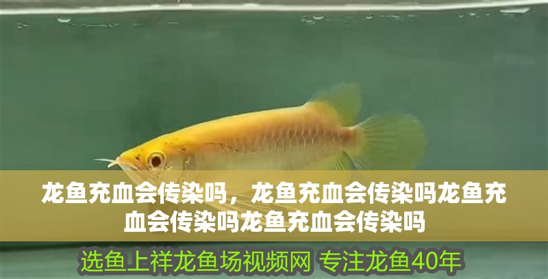 龍魚充血會傳染嗎，龍魚充血會傳染嗎龍魚充血會傳染嗎龍魚充血會傳染嗎 龍魚充血會傳染嗎，龍魚充血會傳染嗎龍魚充血會傳染嗎龍魚充血會傳染嗎 龍魚百科