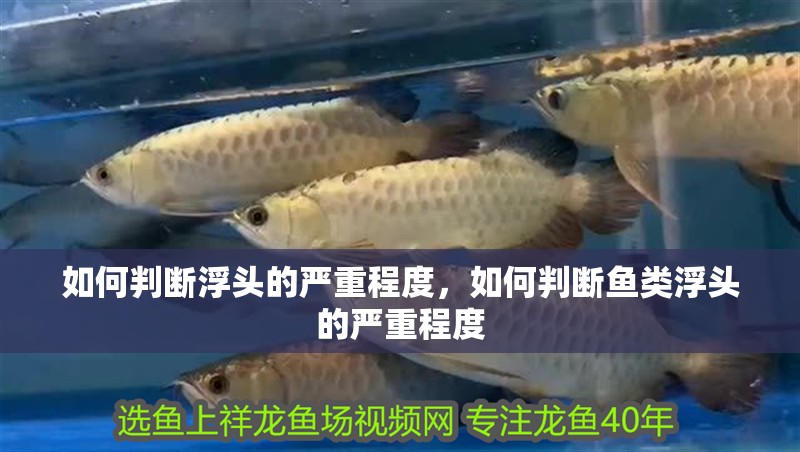 如何判斷浮頭的嚴重程度，如何判斷魚類浮頭的嚴重程度