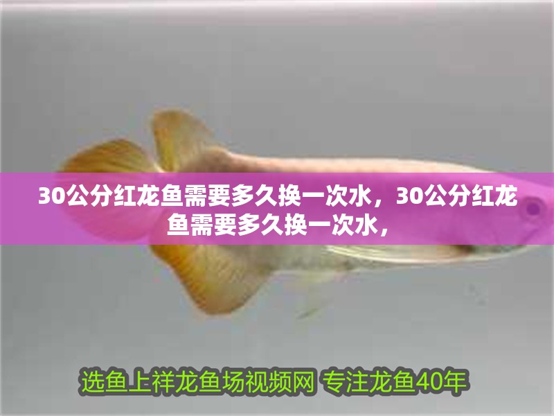 魚(yú)缸用增氧泵價(jià)格是多少:魚(yú)缸增氧機(jī)-xtrac增氧機(jī)-xtrac增氧機(jī) 30公分紅龍魚(yú)需要多久換一次水,30公分紅龍魚(yú)需要多久換一次水, 龍魚(yú)百科 30公分紅龍魚(yú)需要多久換一次水,30公分紅龍魚(yú)需要多久換一次水, 30公分紅龍魚(yú)需要多久換一次水,30公分紅龍魚(yú)需要多久換一次水, 龍魚(yú)百科