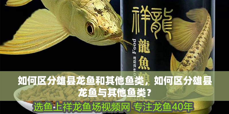 如何區(qū)分雄縣龍魚和其他魚類，如何區(qū)分雄縣龍魚與其他魚類？
