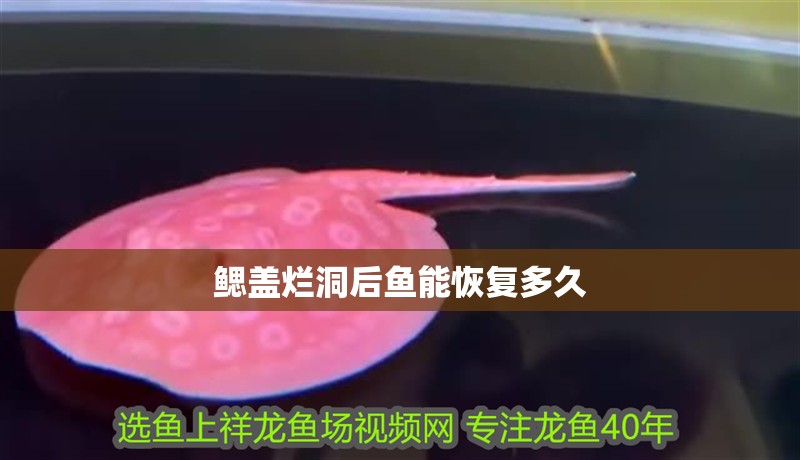 龍魚干蝦有營養嗎 鰓蓋爛洞后魚能恢復多久 龍魚百科 鰓蓋爛洞后魚能恢復多久 鰓蓋爛洞后魚能恢復多久 龍魚百科