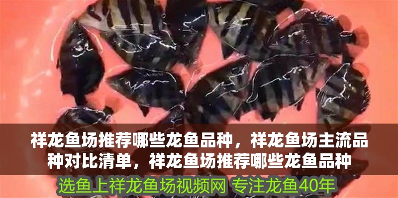 紅龍魚用黃燈烤有用嗎 祥龍魚場推薦哪些龍魚品種,祥龍魚場主流品種對比清單,祥龍魚場推薦哪些龍魚品種 龍魚百科 祥龍魚場推薦哪些龍魚品種,祥龍魚場主流品種對比清單,祥龍魚場推薦哪些龍魚品種 祥龍魚場推薦哪些龍魚品種,祥龍魚場主流品種對比清單,祥龍魚場推薦哪些龍魚品種 龍魚百科
