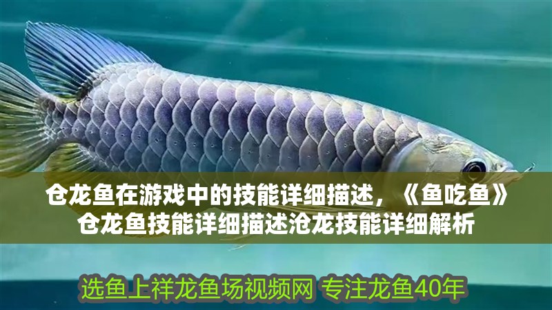 倉龍魚在游戲中的技能詳細描述，《魚吃魚》倉龍魚技能詳細描述滄龍技能詳細解析