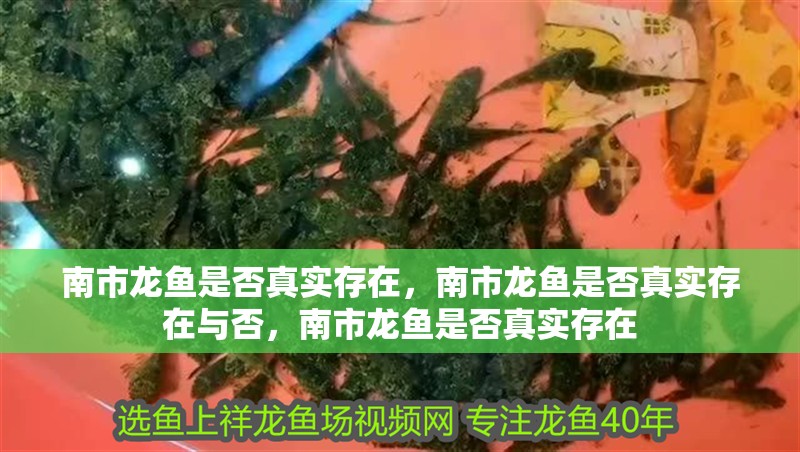 南市龍魚是否真實存在，南市龍魚是否真實存在與否，南市龍魚是否真實存在