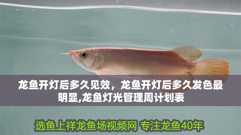 龍魚(yú)開(kāi)燈后多久見(jiàn)效，龍魚(yú)開(kāi)燈后多久發(fā)色最明顯,龍魚(yú)燈光管理周計(jì)劃表
