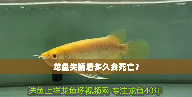 龍魚失鰾后多久會(huì)死亡？ 龍魚失鰾后多久會(huì)死亡？ 龍魚百科