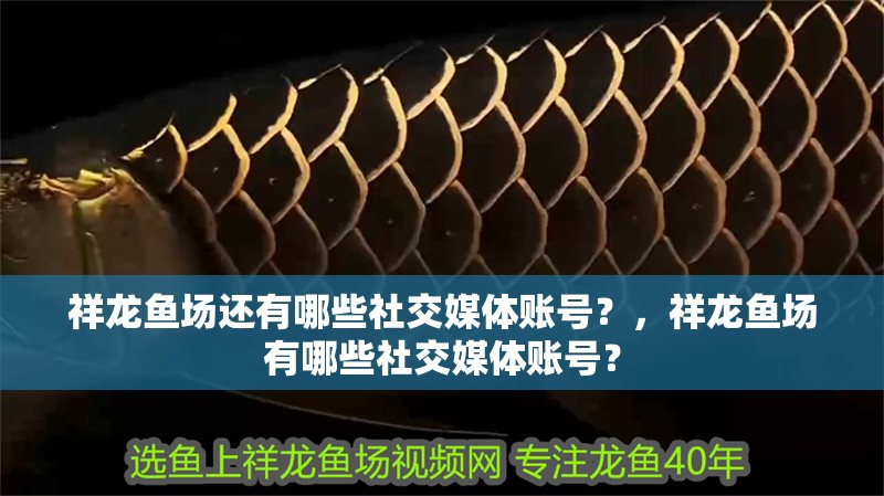 祥龍魚場還有哪些社交媒體賬號？，祥龍魚場有哪些社交媒體賬號？ 祥龍魚場還有哪些社交媒體賬號？，祥龍魚場有哪些社交媒體賬號？ 龍魚百科